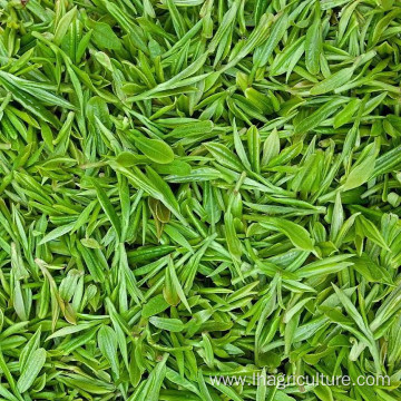 Wholesale Sichuan tea and herb flavoured green tea